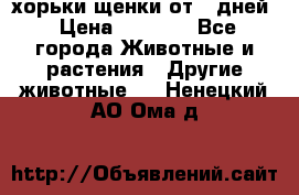 хорьки щенки от 35дней › Цена ­ 4 000 - Все города Животные и растения » Другие животные   . Ненецкий АО,Ома д.